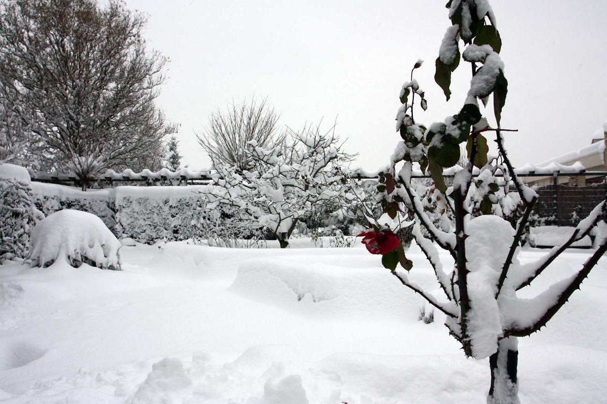 Een late roos is verrast door de sneeuw. Dat geeft toch iets meer kleur aan de winter.