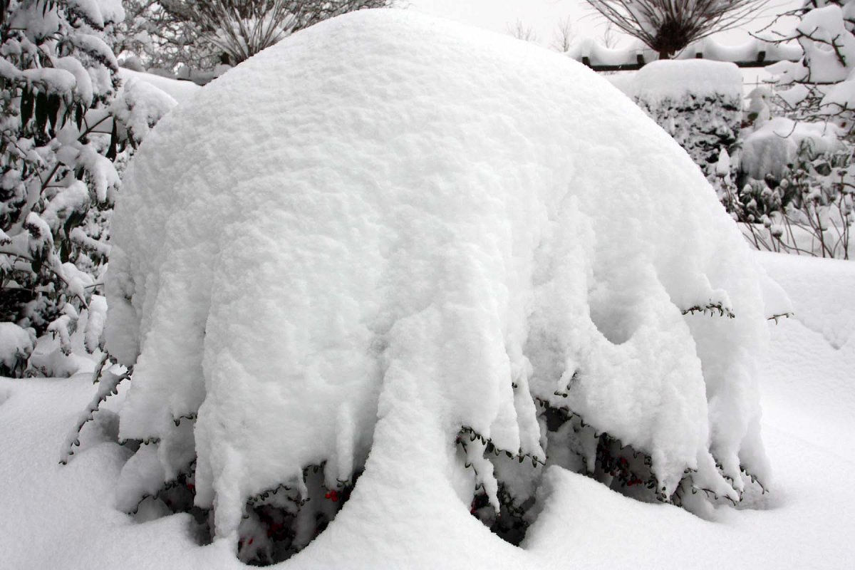 De Cotoneaster hult zichzelf in een sneeuwen mantel.